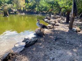 Duck in the lake. duck on the shore of the lake. Goose on the shore of the lake photo