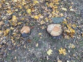 The stump from the tree photo