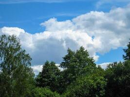 Tall trees. Blue skies. White clouds photo