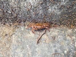 Crab in a gorge. Crab in a cave. A crab is frozen photo