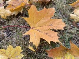 Maple leaf lying on the ground in fall photo