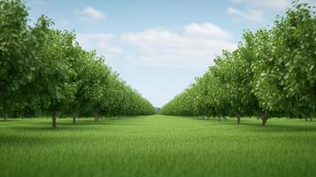 Symmetrical rows of green trees in a grassy orchard under a clear blue sky. Nature and agriculture concept. Wide-angle outdoor view for design and print. photo
