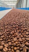 Freshly Roasted Coffee Beans on Conveyor Belt in Modern Factory Setting with Industrial Background Showcasing Processing, Production, and Aroma of Brewed Coffee in Large-Scale Manufacturing photo