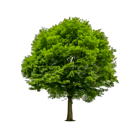a tree with a green leaf on a transparent background png
