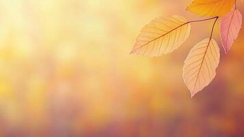 Autumn Leaves Background With Falling Leaf Animation and Soft Bokeh for Seasonal Design Purposes photo