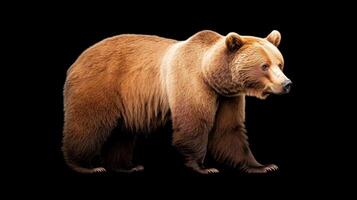 Majestic Brown Bear Walking Gracefully Against Black Background Emphasizing Natural Beauty and Wilderness in a Striking Wildlife Portrait with Detailed Fur Texture photo