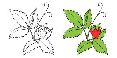Coloring Page Drawing Of A Strawberry Bush With A Ber vector