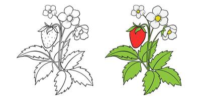 Strawberry Illustration For Coloring Outline And Color vector