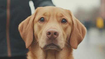 Golden Retriever Guide Dog in Urban Setting with Focused Gaze, Realistic Style, Capturing Loyalty, Companionship, and Comfort in a City Environment, Ideal for Pet Portraiture and Lifestyle Themes photo