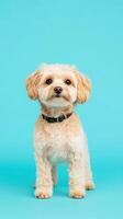 Cute Doodle Dog Standing Against Blue Background for Pet Advertising and Veterinary Promotions photo