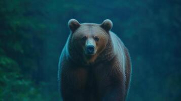 Majestic Brown Bear in Forest Setting Close Up, Highlighting Wilderness Serenity and Raw Nature, Perfect for Wildlife Enthusiasts and Nature Photographers Seeking Authentic Outdoor Experience photo