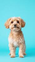 Cute Doodle Dog Standing Against Vibrant Blue Background Perfect for Pet-themed Content and Design Projects photo