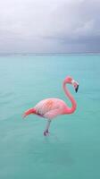 Elegant Pink Flamingo Standing in Crystal Blue Water on Cloudy Day in Aruba Beach Reflecting Tropics and Nature Beauty photo
