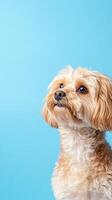 Cute Doodle Dog Against Blue Background Capturing Playful Mood and Vibrant Colors for Pet Photography and Design Projects with Space for Text or Creative Use in Modern Visual Settings photo