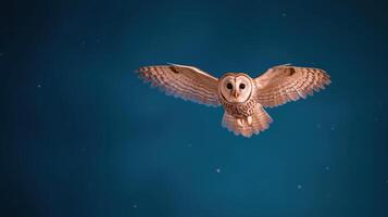Owl Flying with Wings Outstretched Under Starry Night Sky with Blue Backdrop and Subtle Twinkling Lights photo