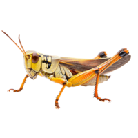 Close up of a grasshoppers intricate details png