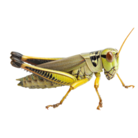 Bright green grasshopper walking on a surface png