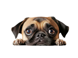 Pug looking curiously from behind a surface png