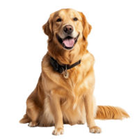 Golden retriever sitting and smiling at camera png