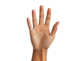 Hand display with fingers extended and relaxed png
