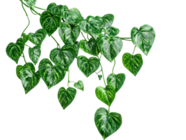 Green heart shaped leaves cascading down a vine png
