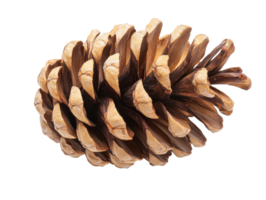 Pine cone resting on a white surface png
