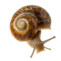 Snail exploring on a white background png