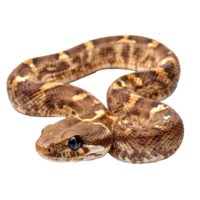 Brown and cream patterned snake on display png
