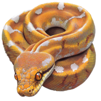 Colorful python coiled on a smooth surface png