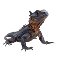 Lizard displaying vibrant colors in a natural pose png