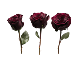 Elegant dark roses arranged in a row png