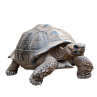 Large tortoise walking on a white surface png
