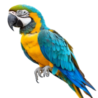 Colorful parrot perched with vibrant feathers png