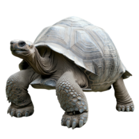 Large tortoise walking on a plain surface png