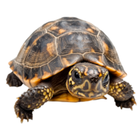 Turtle close up on white surface png
