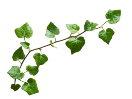Ivy leaves on a vine in sunlight png