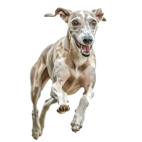 Dog joyfully running in the open space png