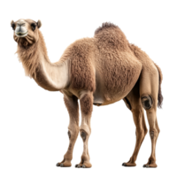 Camel stands proud in a desert setting png
