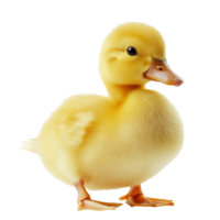 Fluffy duckling on white background png