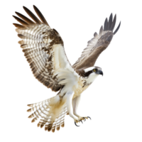 Osprey soaring with wings fully extended in flight png