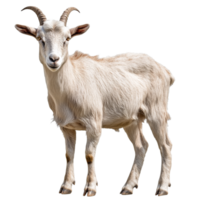 Goat standing calmly in a bright setting png
