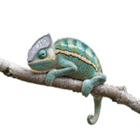 Colorful chameleon resting on branch in nature png