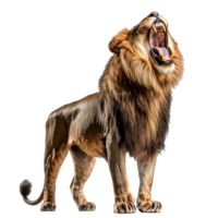 Majestic lion roaring in natural display png