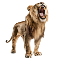 Majestic lion roaring in a powerful display png