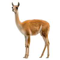 Graceful gazelle on a white background png