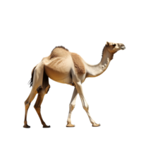 Walking camel in a bright, isolated setting png