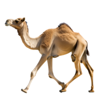 Camel strolls gracefully in the desert png