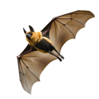 Bats navigating through the night sky in flight png