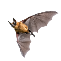 Bat in mid flight showcasing its wings png