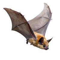 Unique bat in mid flight across a clear background png